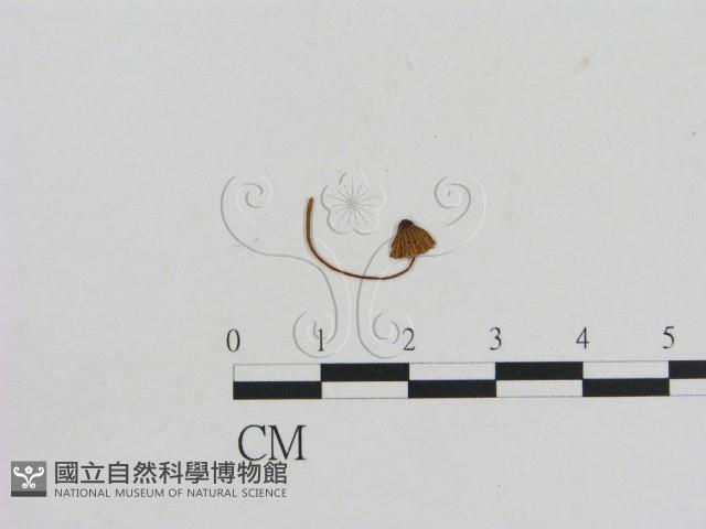 小菇屬藏品圖，第1張
