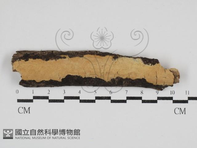 登錄號:F0030917藏品圖，第1張