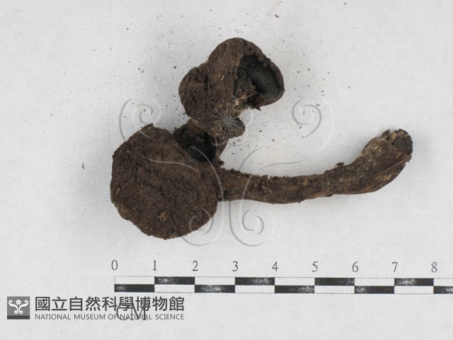 登錄號:F0026917藏品圖，第1張