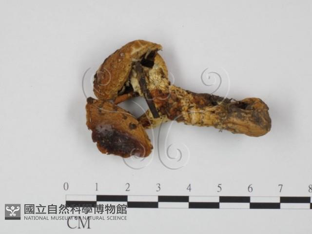 登錄號:F0021917藏品圖，第1張