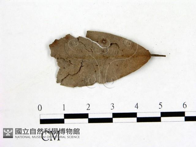 登錄號:F0001917藏品圖，第1張