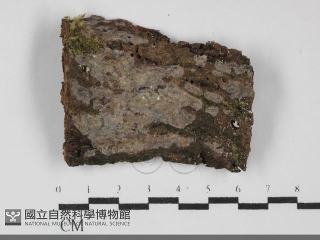 刺皮菌屬藏品圖，第1張