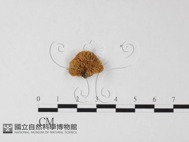 登錄號:F0004917藏品圖，第1張