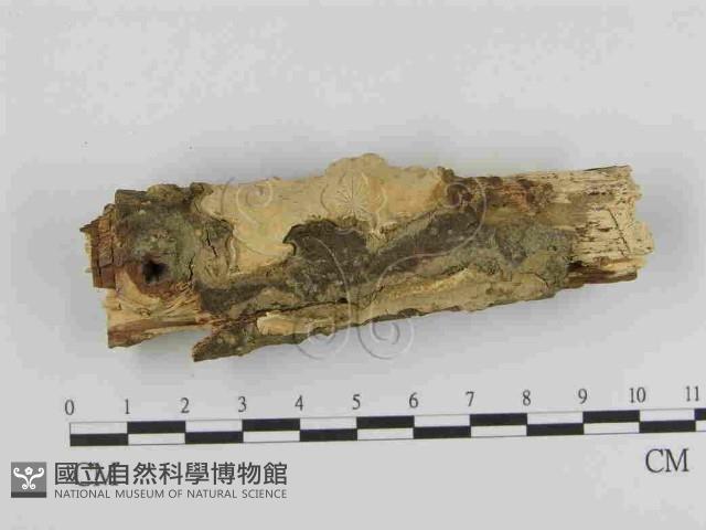 登錄號:F0014917藏品圖，第1張