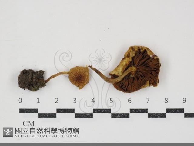 登錄號:F0034917藏品圖，第1張