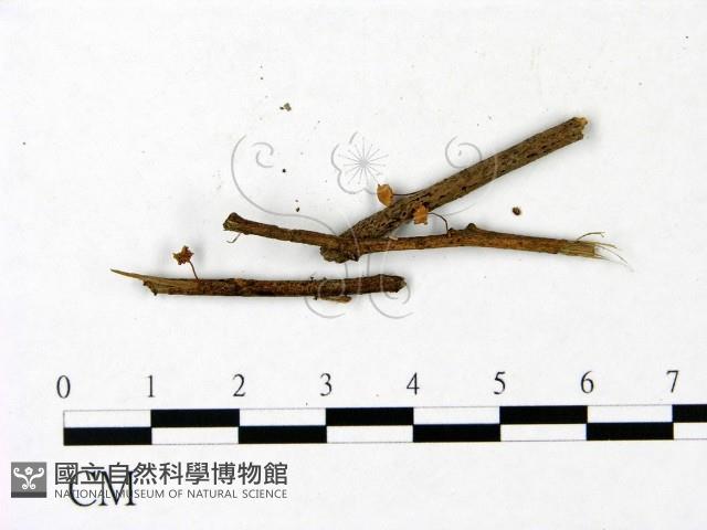 小菇屬藏品圖，第1張