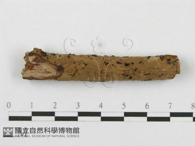 登錄號:F0012917藏品圖，第1張