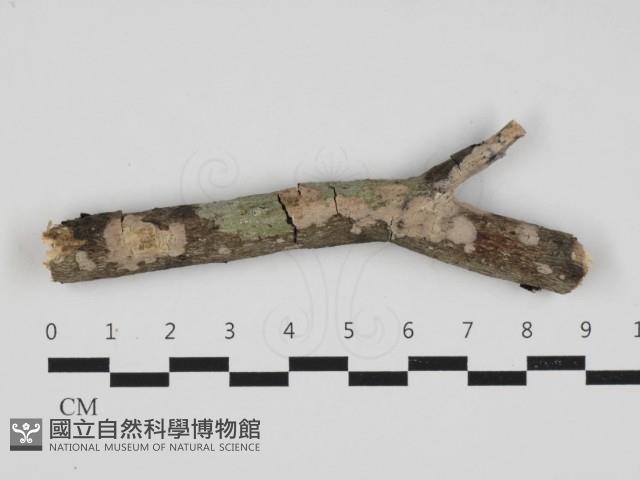 登錄號:F0032917藏品圖，第1張