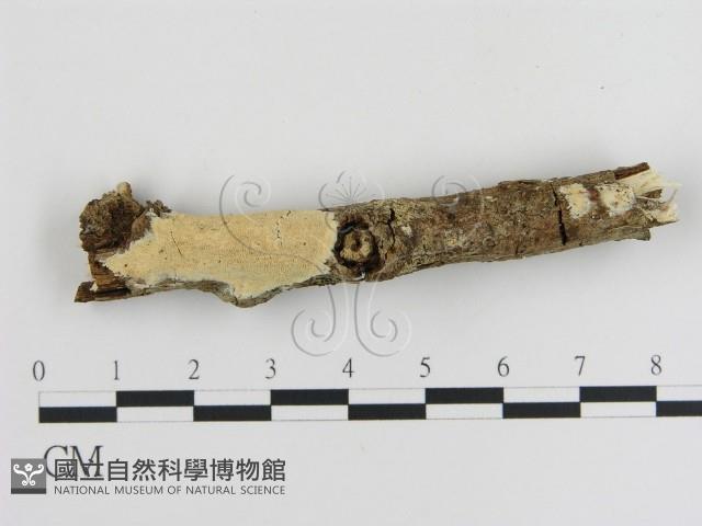 登錄號:F0007917藏品圖，第1張