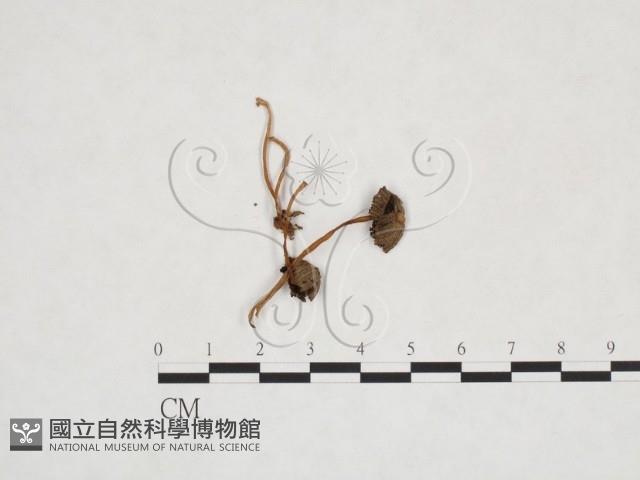 登錄號:F0025917藏品圖，第1張