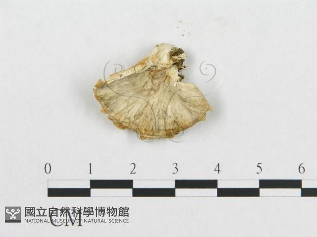 登錄號:F0005917藏品圖，第1張
