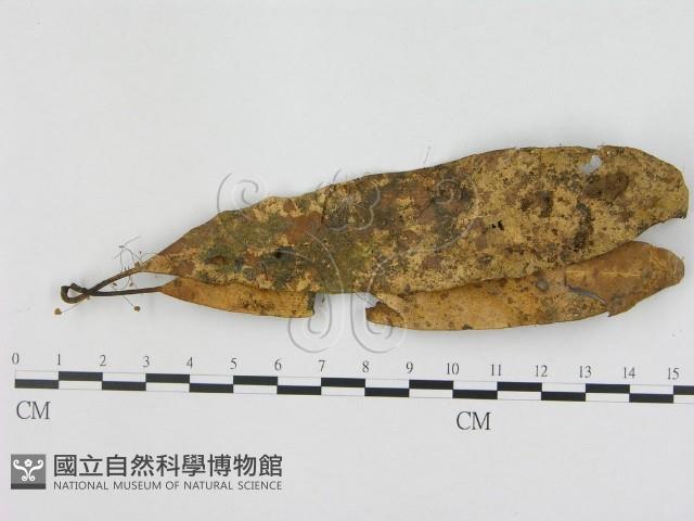 小皮傘屬藏品圖，第1張