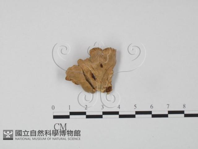 韌革菌屬藏品圖，第1張