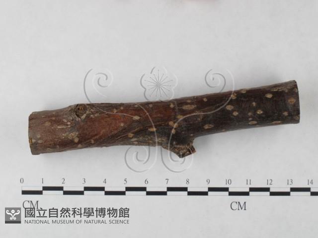 登錄號:F0023917藏品圖，第1張