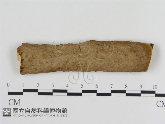 刺革菌屬藏品圖，第1張