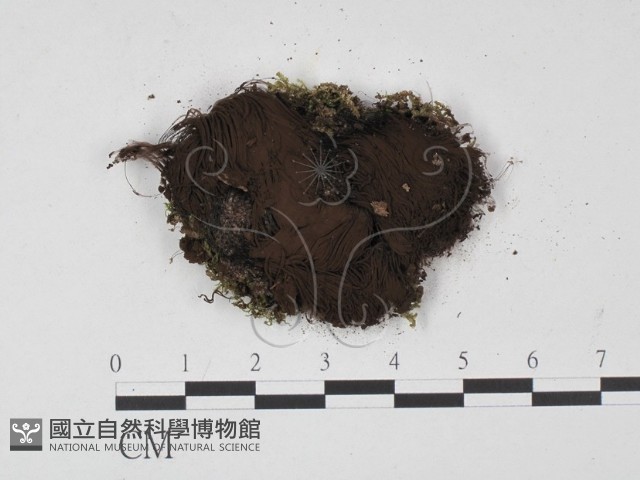 登錄號:F0013917藏品圖，第1張