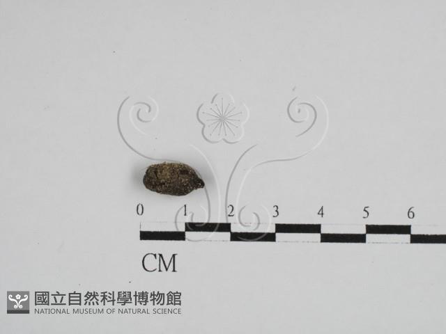 登錄號:F0028617藏品圖，第1張
