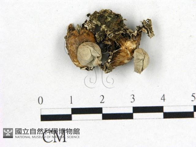 登錄號:F0000617藏品圖，第1張