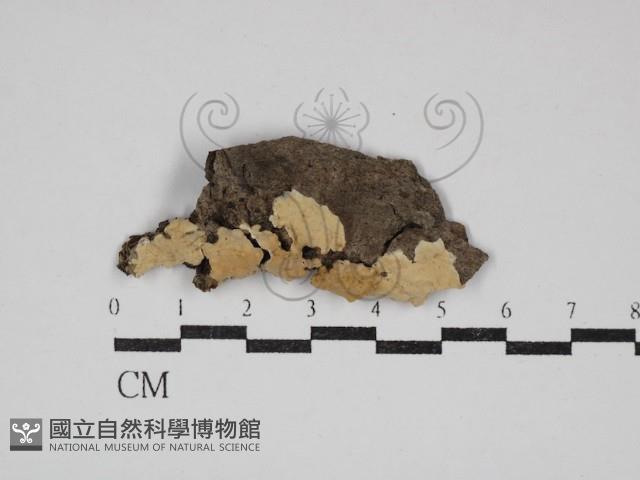 登錄號:F0030617藏品圖，第1張