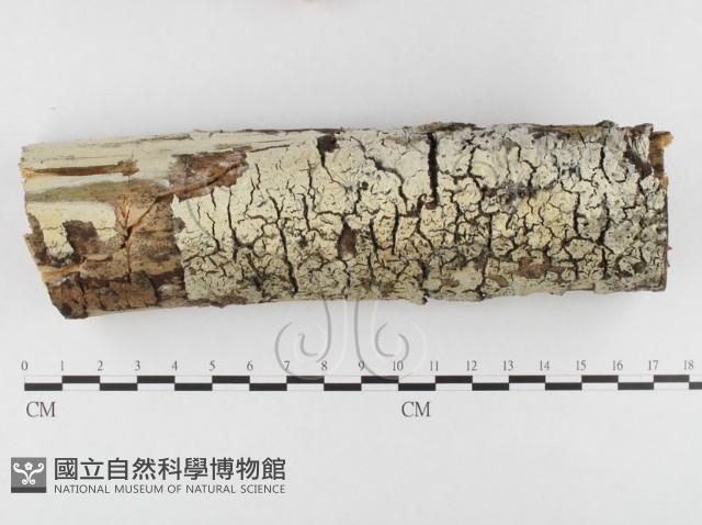 登錄號:F0026617藏品圖，第1張