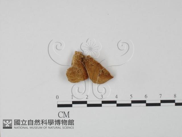 登錄號:F0006617藏品圖，第1張