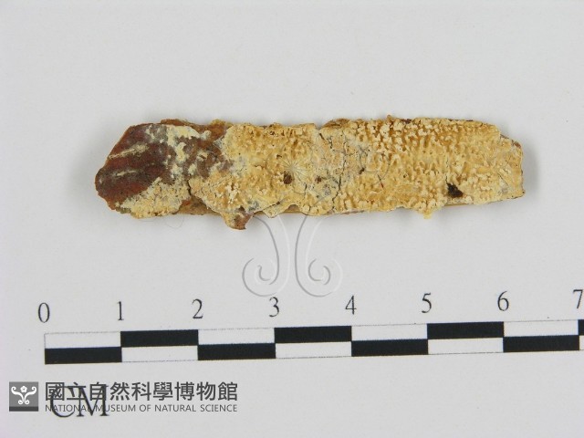 登錄號:F0016617藏品圖，第1張