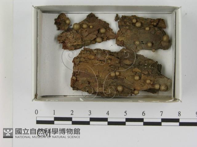 登錄號:F0021617藏品圖，第1張