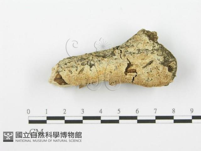 登錄號:F0001617藏品圖，第1張