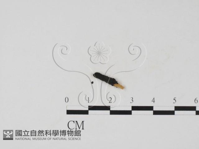 登錄號:F0011617藏品圖，第1張
