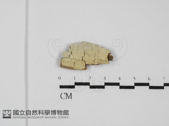 登錄號:F0031617藏品圖，第1張