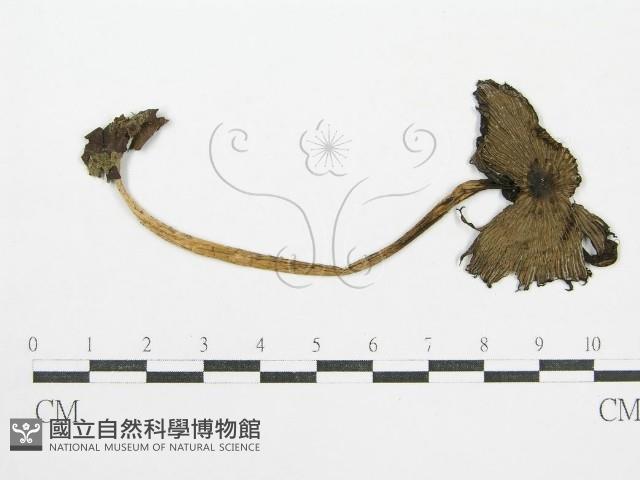 鬼傘屬藏品圖，第1張