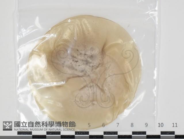 Accession Number:F0034617 Collection Image, Figure 1, Total 2 Figures