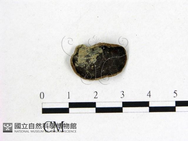 毛木耳藏品圖，第1張