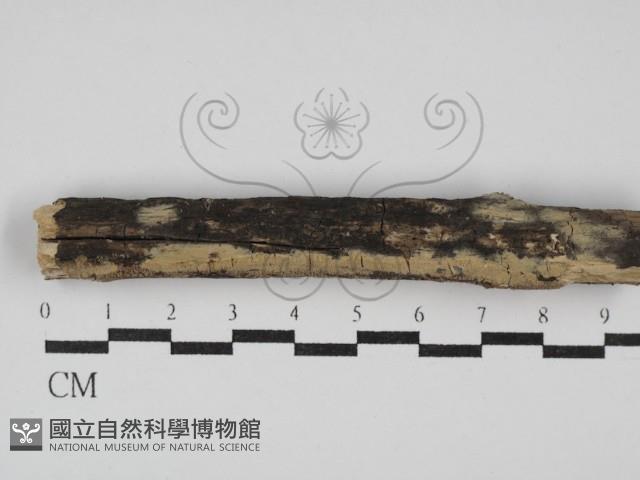 登錄號:F0027617藏品圖，第1張