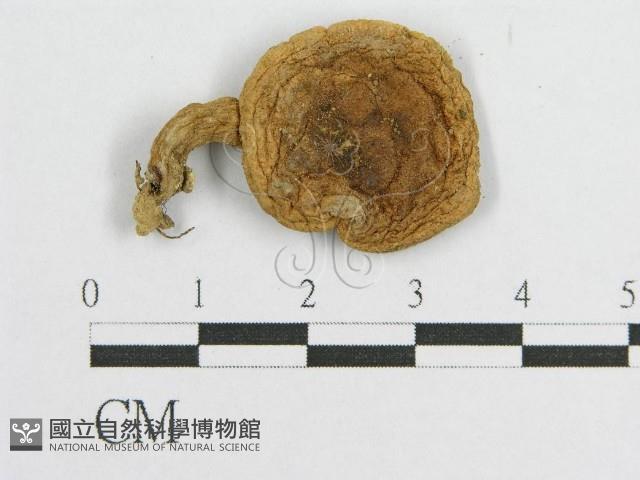 登錄號:F0007617藏品圖，第1張