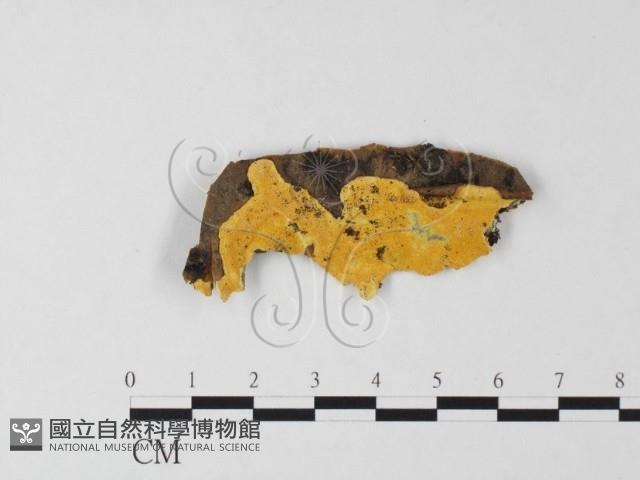 多年臥孔菌屬藏品圖，第1張