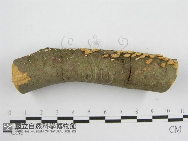 微皮傘屬藏品圖，第1張