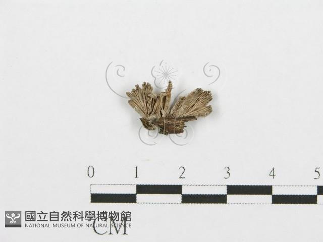 裂褶菌藏品圖，第1張