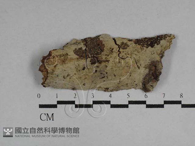 剛毛絲皮菌藏品圖，第1張