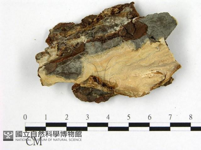 登錄號:F0009617藏品圖，第1張