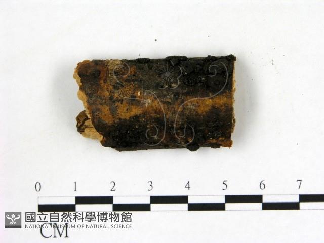 登錄號:F0019617藏品圖，第1張