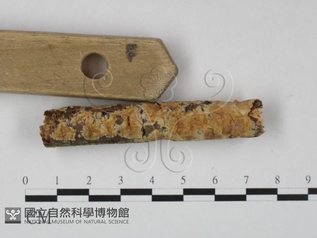 顯絲菌屬藏品圖，第1張
