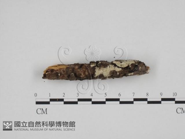 登錄號:F0013617藏品圖，第1張