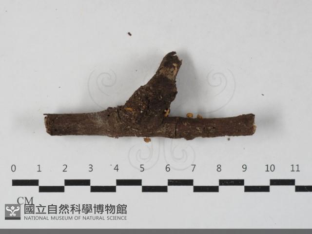 登錄號:F0033617藏品圖，第1張