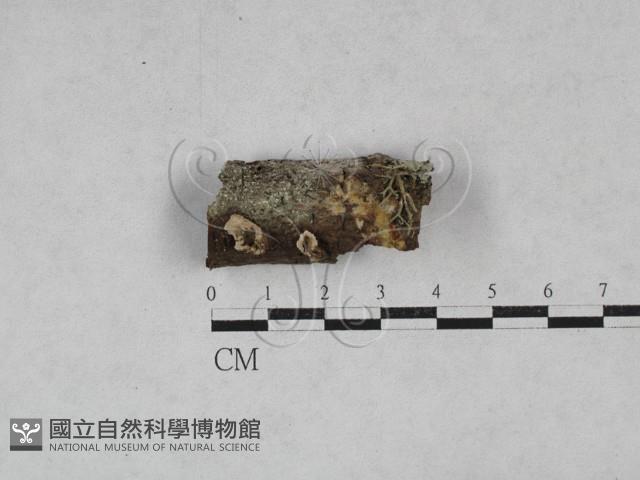 韌革菌屬藏品圖，第1張