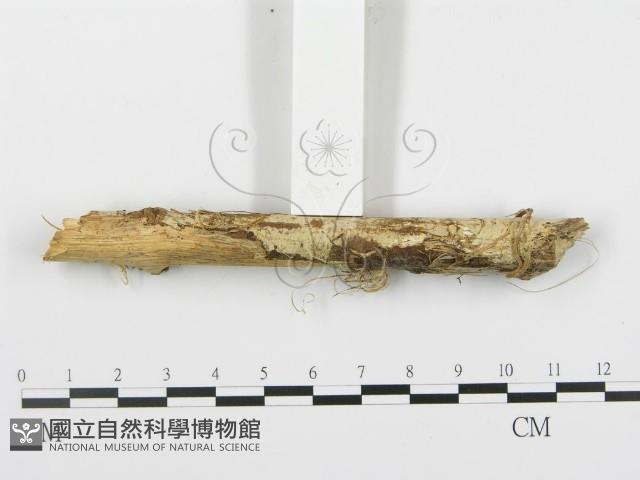 登錄號:F0010417藏品圖，第1張