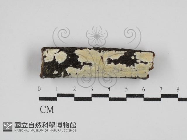 絲齒菌屬藏品圖，第1張