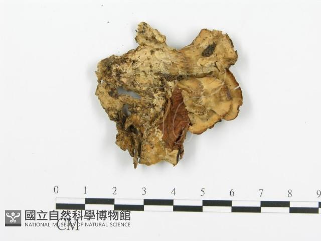 煙管菌藏品圖，第1張