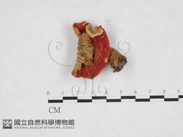 登錄號:F0016417藏品圖，第1張
