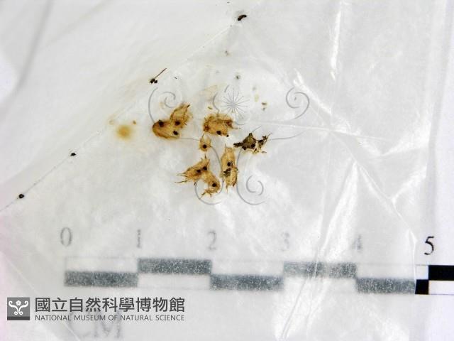 登錄號:F0001417藏品圖，第1張